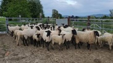 Ewe nutrition pre tupping to early pregnancy