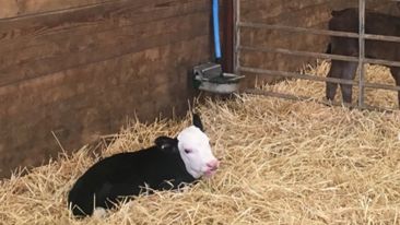 Calf House Hygiene