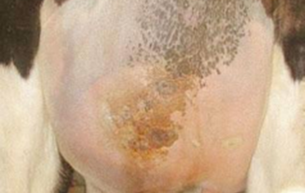 Reducing Mastitis: Teat Care in the Parlour