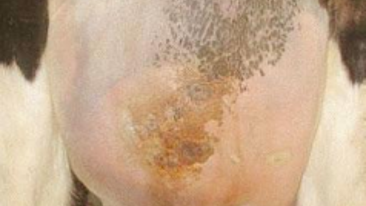Reducing Mastitis: Teat Care in the Parlour