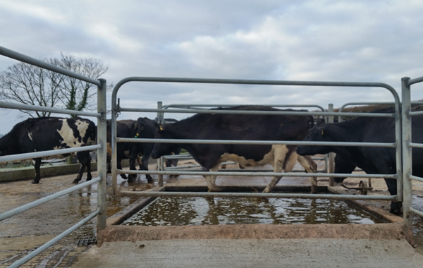 Foot bathing to prevent dairy cow lameness