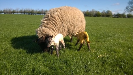 Pre and Post Lambing Nutrition