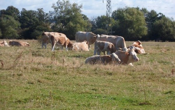 Bovine TB