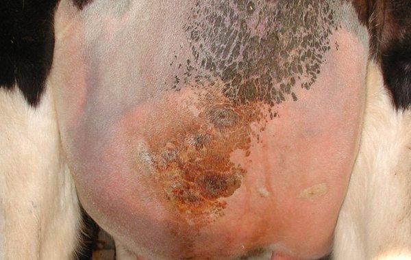 Mastitis and Lameness affect fertility