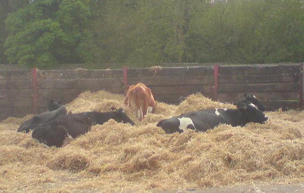 Cow comfort