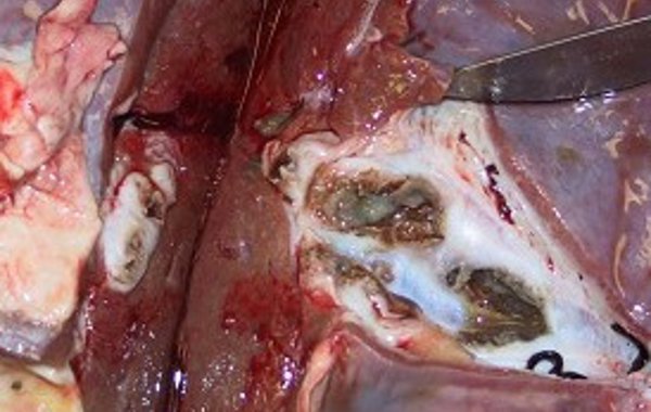 Liver Fluke Control in Cattle