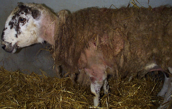 Sheep Scab