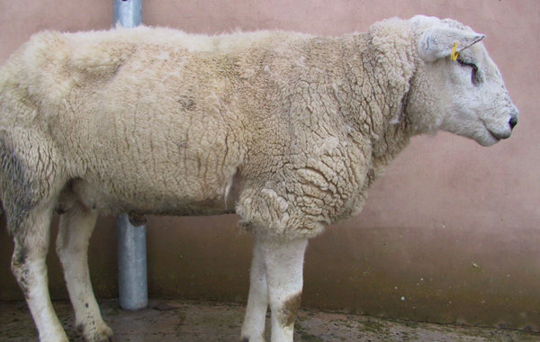 Respiratory disease in adult and yearling sheep