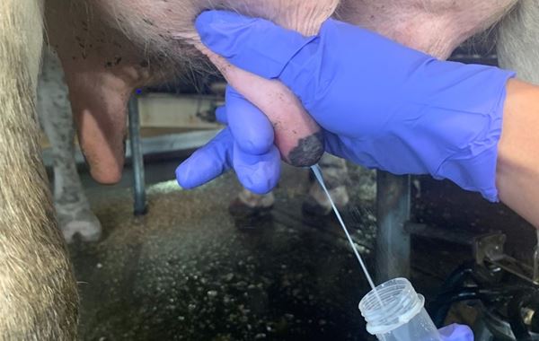 Reducing Mastitis in Dairy Cattle