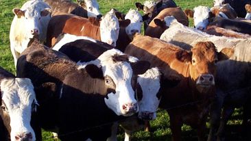 Maximising the benefit of vaccination