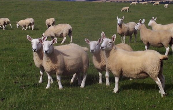 General Biosecurity Sheep