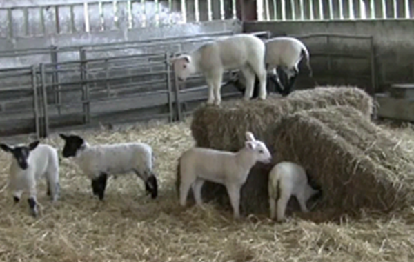 Coccidiosis in Lambs