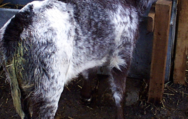 Coccidiosis in cattle