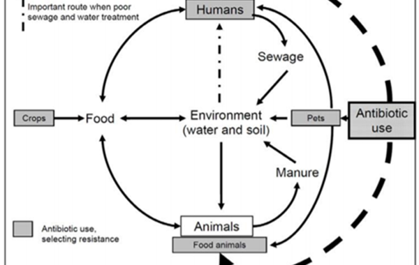 Antimicrobial Resistance