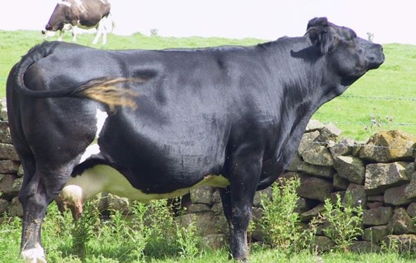 Cattle Roundworms (PGE)