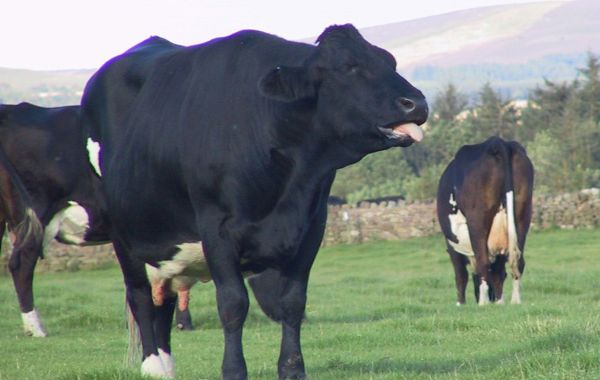 Lungworm in Cattle