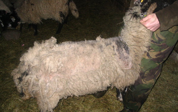Itchy Sheep