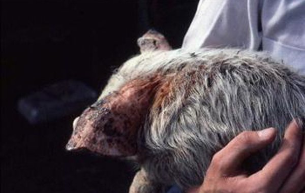 Greasy Pig Disease