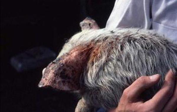 Greasy Pig Disease