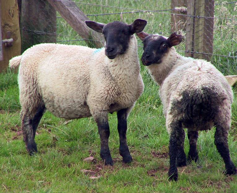 Nematodirosis in Lambs
