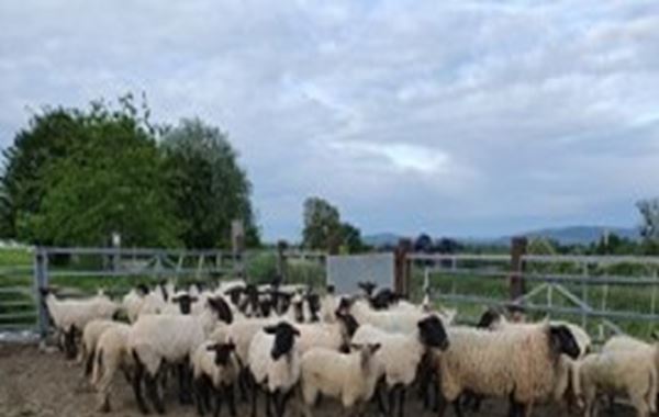 Ewe nutrition pre tupping to early pregnancy
