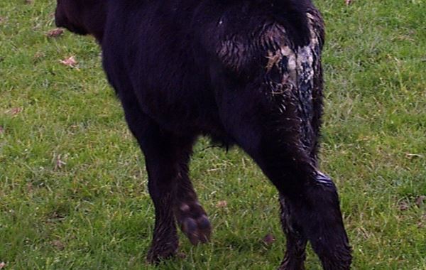 Calf Scour