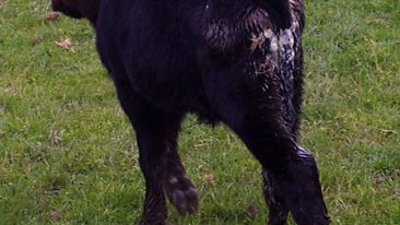 Calf Scour