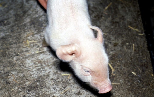 Porcine Reproductive Respiratory Syndrome (PRRS) in the Breeding Herd