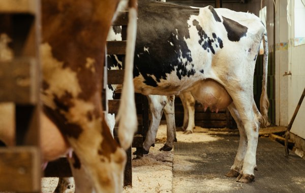 Mastitis Part 4 - Detecting and Treating Clinical Mastitis