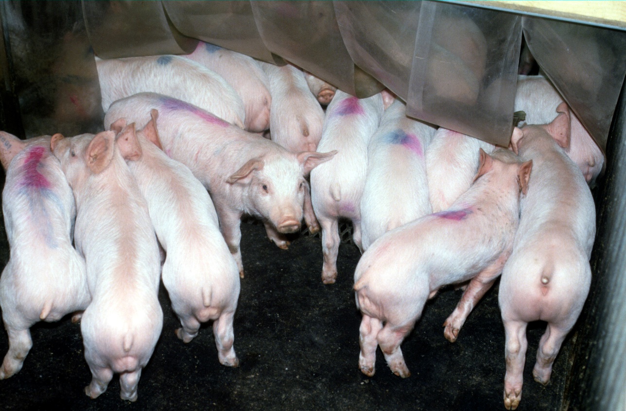 NADIS - National Animal Disease Information Service