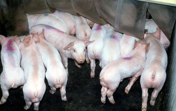 NADIS - National Animal Disease Information Service