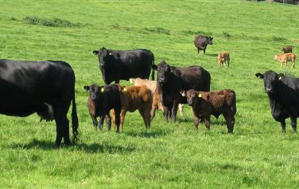 Beef Herd Fertility 1