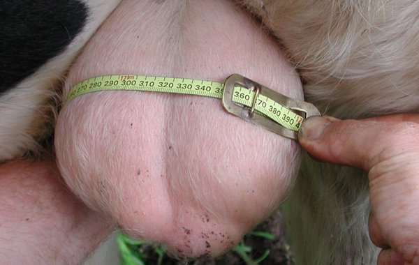 Part 7 : Using bulls, the benefits and pitfalls