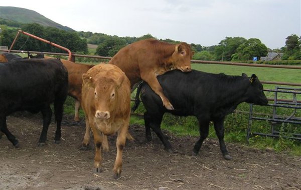 Beef Herd Fertility 2