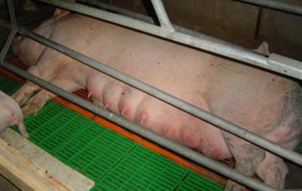 Agalactia