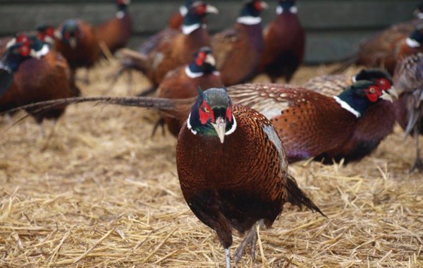 Mycotoxins and Nutrition