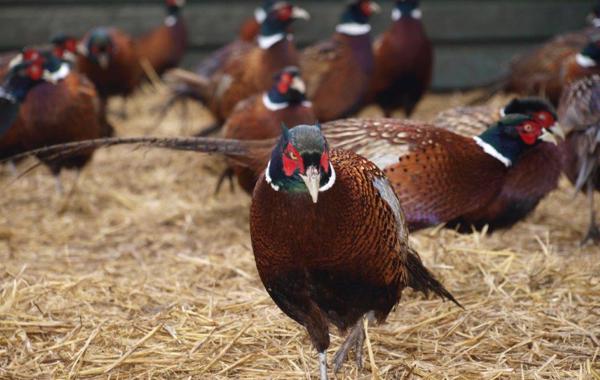 Mycotoxins and Nutrition