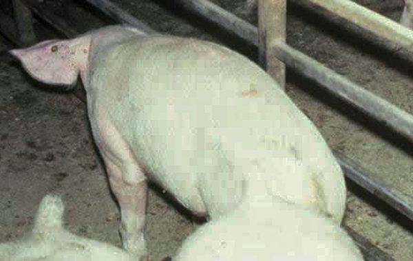 Enzootic Pneumonia