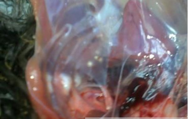 Aspergillosis in Game Birds