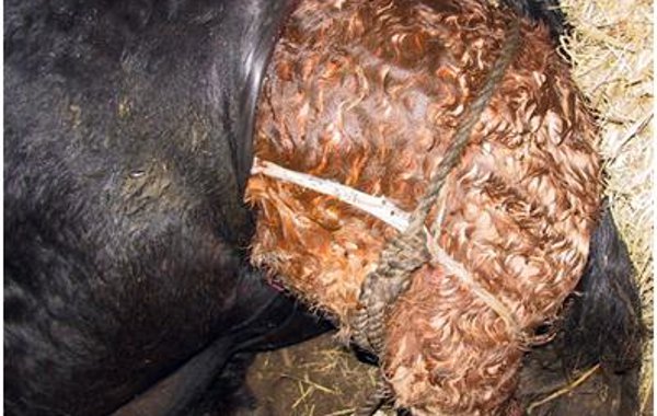 Calving Part 3 - Nerve Damage