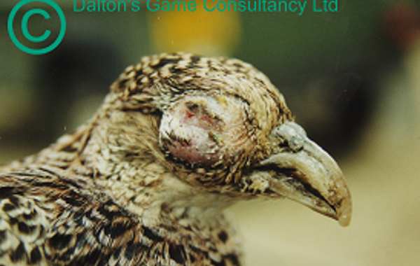Part 1 - Diseases of Laying Flocks