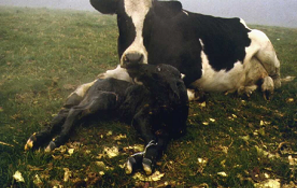 Disbudding Calves