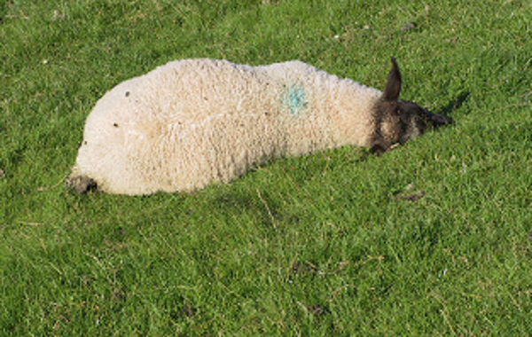 Sheep Medicines