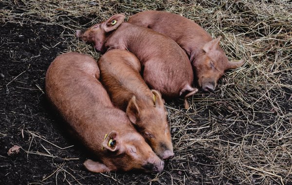 Piglet Mortality in the Outdoor Herd