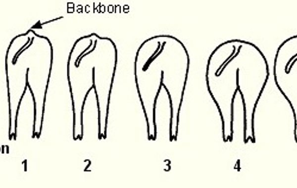 Sow Condition