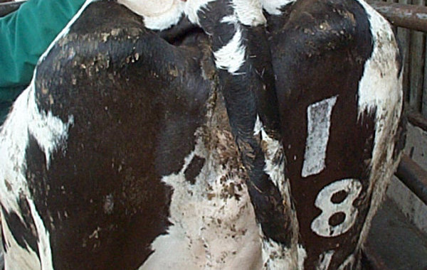 Part 9 : Cow Body Condition Score BCS and Fertility Performance in Dairy Herds