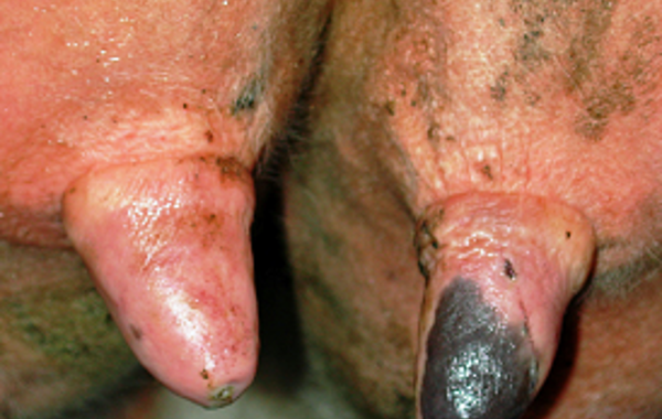 Mastitis Part 9 - The Milking Machine