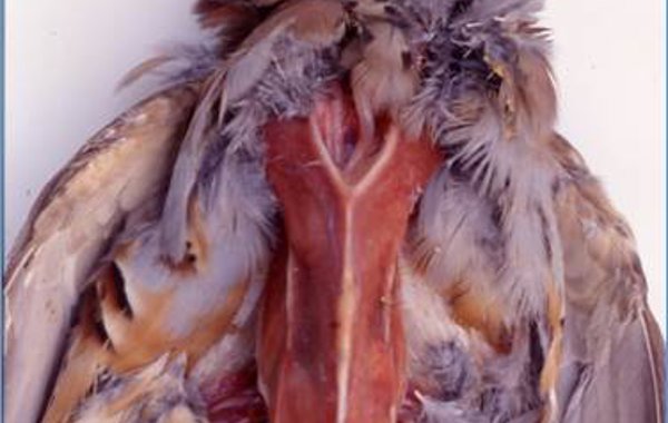 Spironucleus (Hexamita) and Trichomoniasis in Game Birds