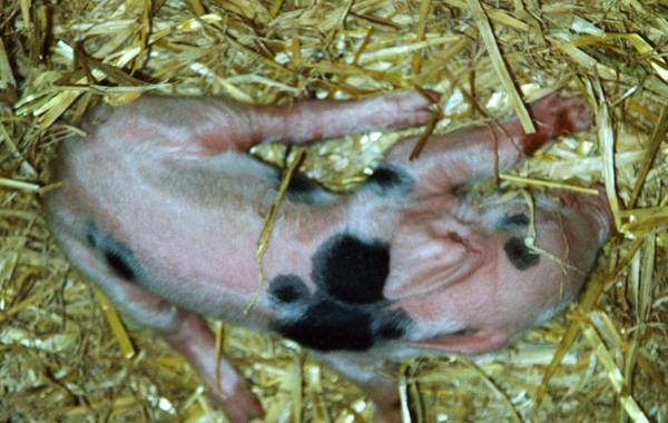 Splayleg in Piglets