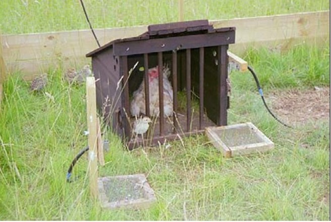 Part 2 - The Hatchery